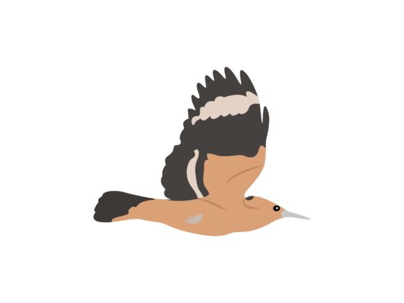 Discovering the Flaying Hoopoe Bird Animal: A Design Asset