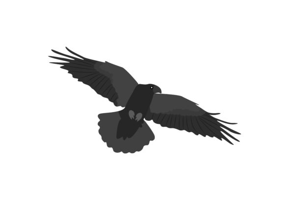Flying Crows Expand Their Wings Animal: A Design Asset with Striking Presence
