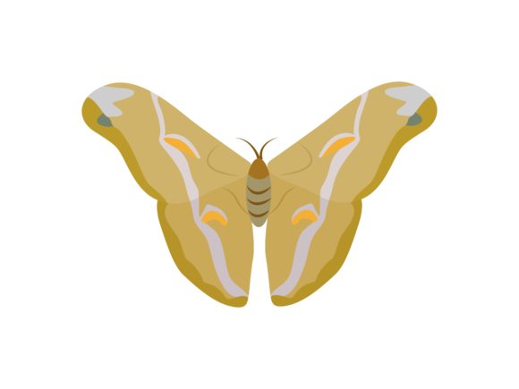 Morpho Butterfly Animal: A Designer's Guide to This Striking Illustration