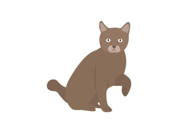 The Adorable Appeal of the Scottish Fold Cat Face Right Animal