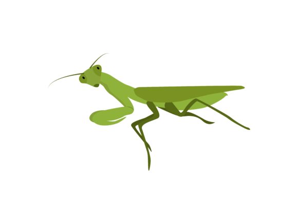 The Praying Mantis Insect Animal: A Design Asset with Character