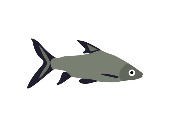 The Visual Power of the Balantiocheilos Melanopterus Fish Animal